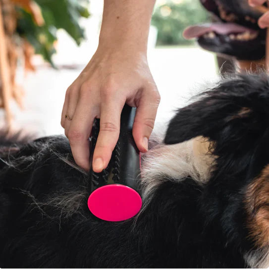 PetClean DuoBrush – Fellpflege leicht gemacht